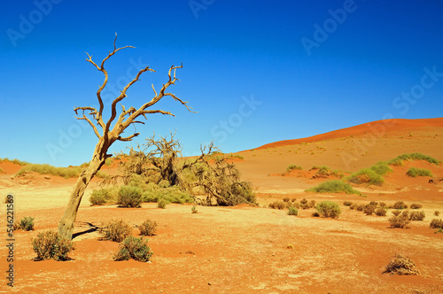 Scenic view of a dead wood tree with orange sand dunes and vibrant blue sky in Namib Desert