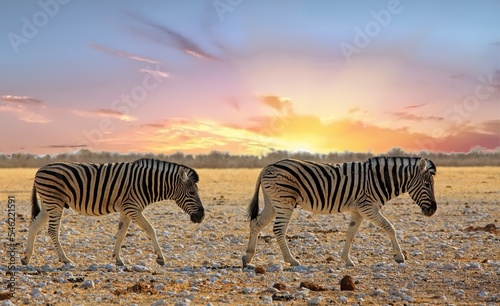 Two Burchell s Zebra walking across the African Plains in Etosha National park  Namibia