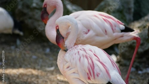 Lesser flamingos (Phoeniconaias minor) resting in captivity