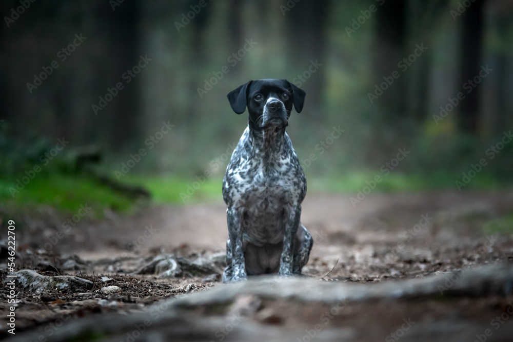 un chien de chasse dans la foret