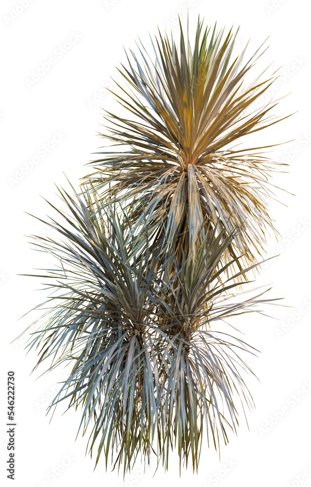 Isolated cutout of a cabbage tree on a transparent background Isolated cutout of a cabbage tree on a transparent background