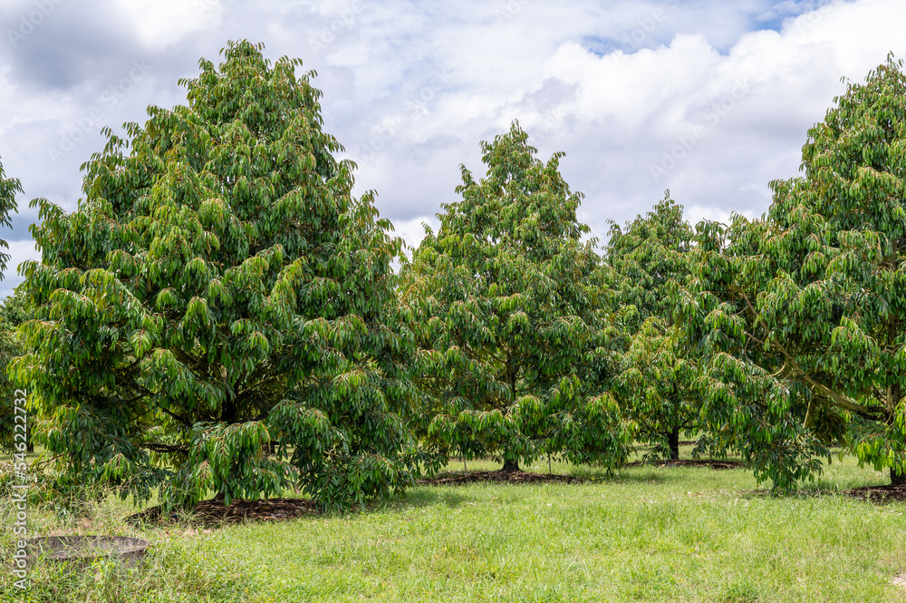 Green durian tree in the garden, agriculture in Thailand, durian plantation, the best product place in Chanthaburi Thailand Green durian tree in the garden, agriculture in Thailand, durian plantation, the best product place in Chanthaburi Thailand