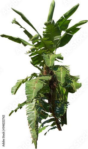 Φωτογραφία Isolated cutout of a banana tree on a transparent background