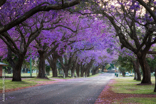 Empty street covered by blooming purple jacaranda trees. photo