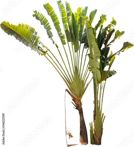 Isolated cutout of a palm traveler's tree on a transparent background photo