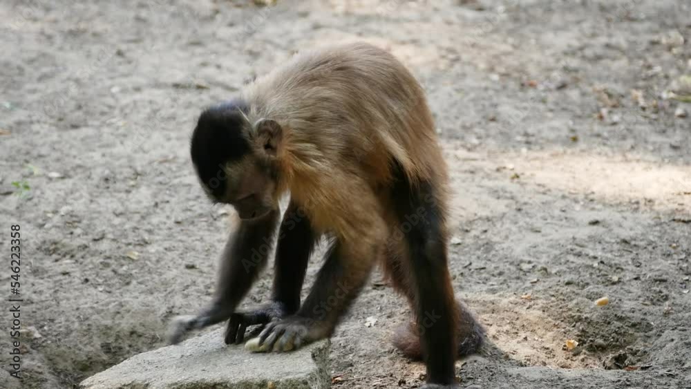 Young tufted capuchin (Sapajus apella) trying to break a nut Young tufted capuchin (Sapajus apella) trying to break a nut