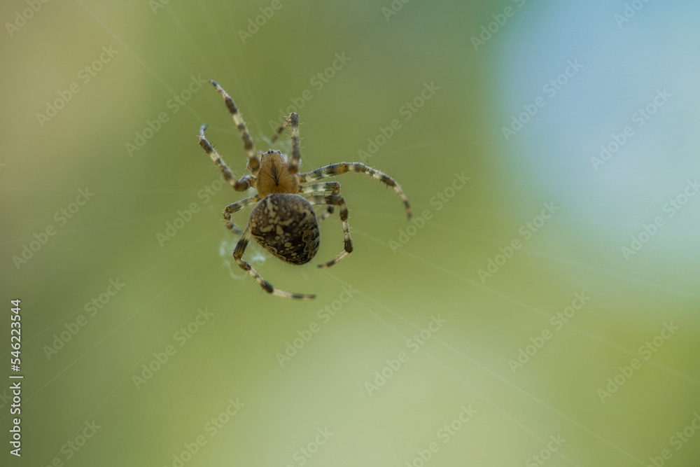Cross spider crawling on a spider thread. Halloween fright. A useful hunter among Cross spider crawling on a spider thread. Halloween fright. A useful hunter among