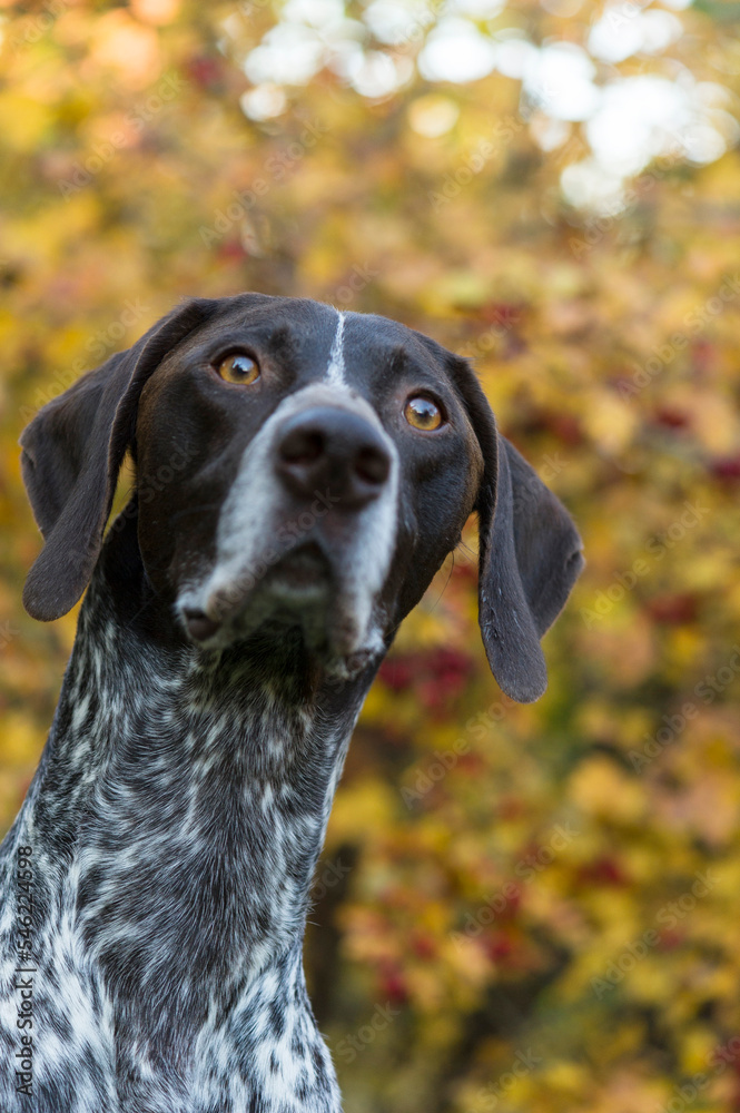 Deutsch Kurzhaar im herbstlichen Park