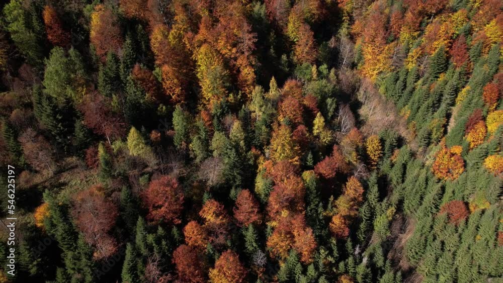 Aerial drone view over autumn forest of the Carpathian mountains on a sunny day on the Synevyr Pass ridge. West Ukraine. Colorful trees in the wood Aerial drone view over autumn forest of the Carpathian mountains on a sunny day on the Synevyr Pass ridge. West Ukraine. Colorful trees in the wood