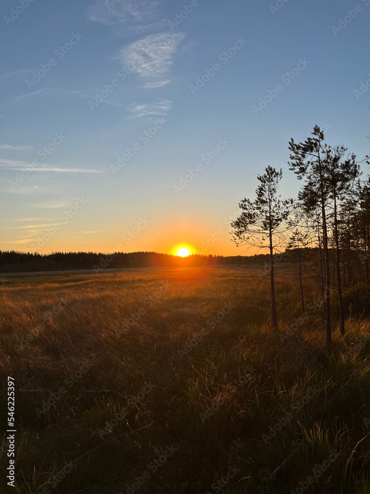 Sunset swamp, orange sun on the horizon