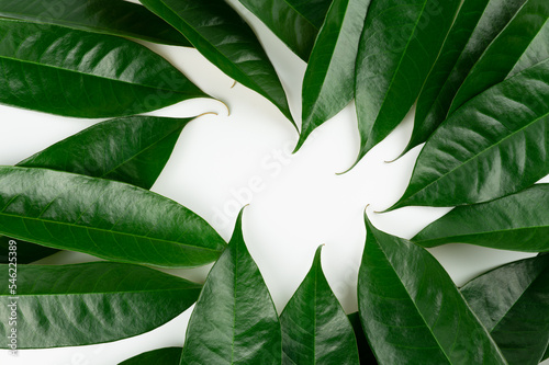 Fresh durian leave isolated on white background, green leaves durian fruit frame, decoration for advertising conceptFresh durian leave isolated on white background, green leaves durian fruit frame photo