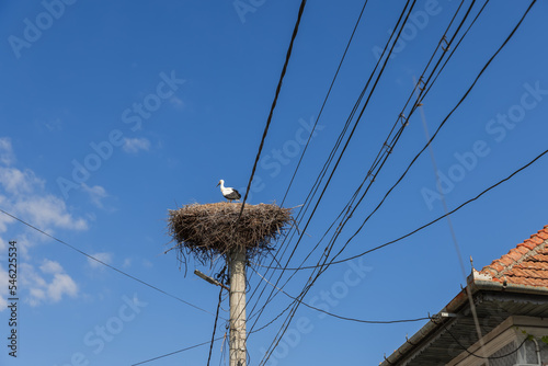 A stork (Ciconia ciconia) stands inside a carefully constructed nest on a lighting pole wrapped in multiple electrical wires next to the building's tiled roof