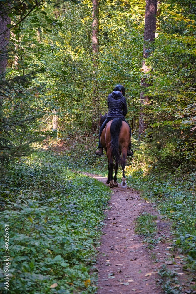 Pferd mit Reiterin auf einem Pfad durch den Wald am Nachmittag. Pferd mit Reiterin auf einem Pfad durch den Wald am Nachmittag.