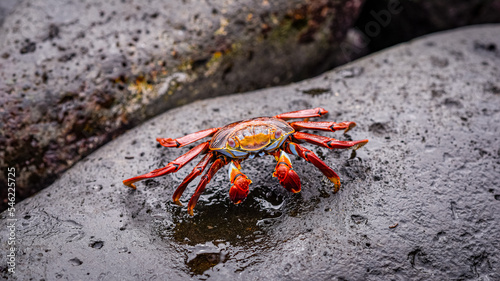 Sally-pied-léger ou Crabe des Galapagos