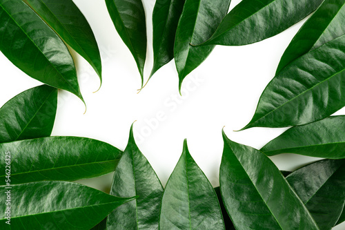 Fresh durian leave isolated on white background, green leaves durian fruit frame, decoration for advertising conceptFresh durian leave isolated on white background, green leaves durian fruit frame