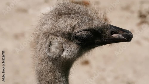 Common ostrich (Struthio camelus) portrait