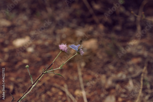 Common Melissa blue butterfly in the nature at Burgazada Island, Istanbul.