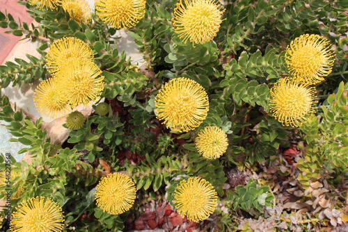 wild flowers in australia