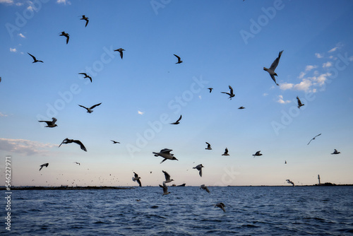 Bird in flight image taken on the Black Sea!