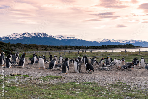 Magellanic penguins in natural environment on Isla Martillo  island in Patagonia  Argentina  South America
