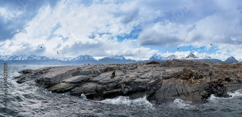 Magellanic penguins in natural environment on Isla Martillo  island in Patagonia, Argentina, South America photo