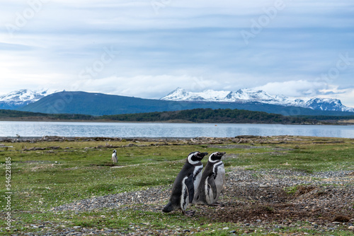 Magellanic penguins in natural environment on Isla Martillo island in Patagonia, Argentina, South America