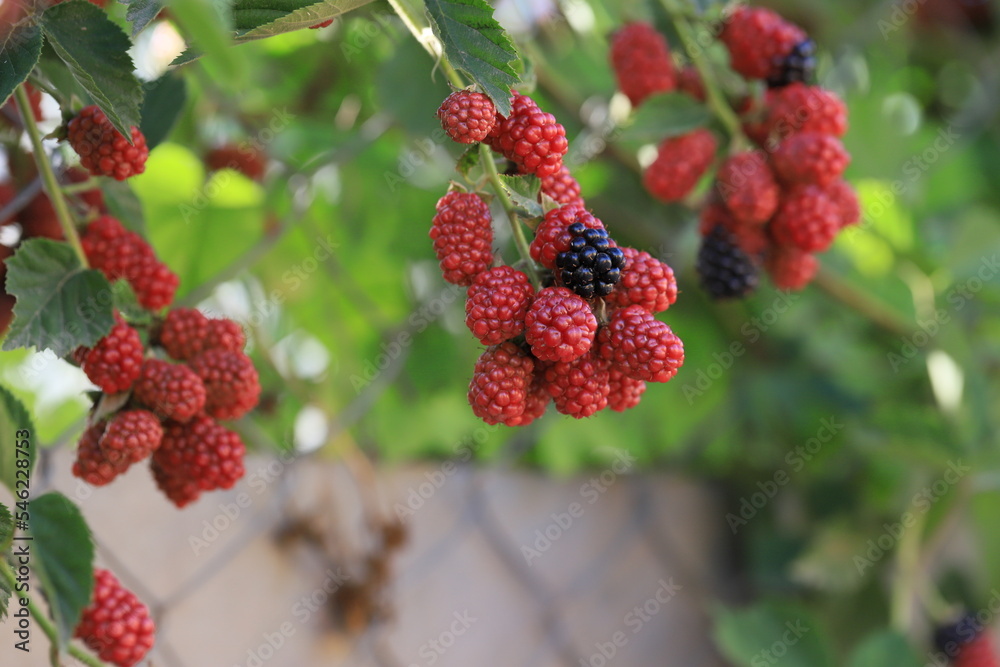 branch of ripe raspberries in a garden on blurred green background branch of ripe raspberries in a garden on blurred green background
