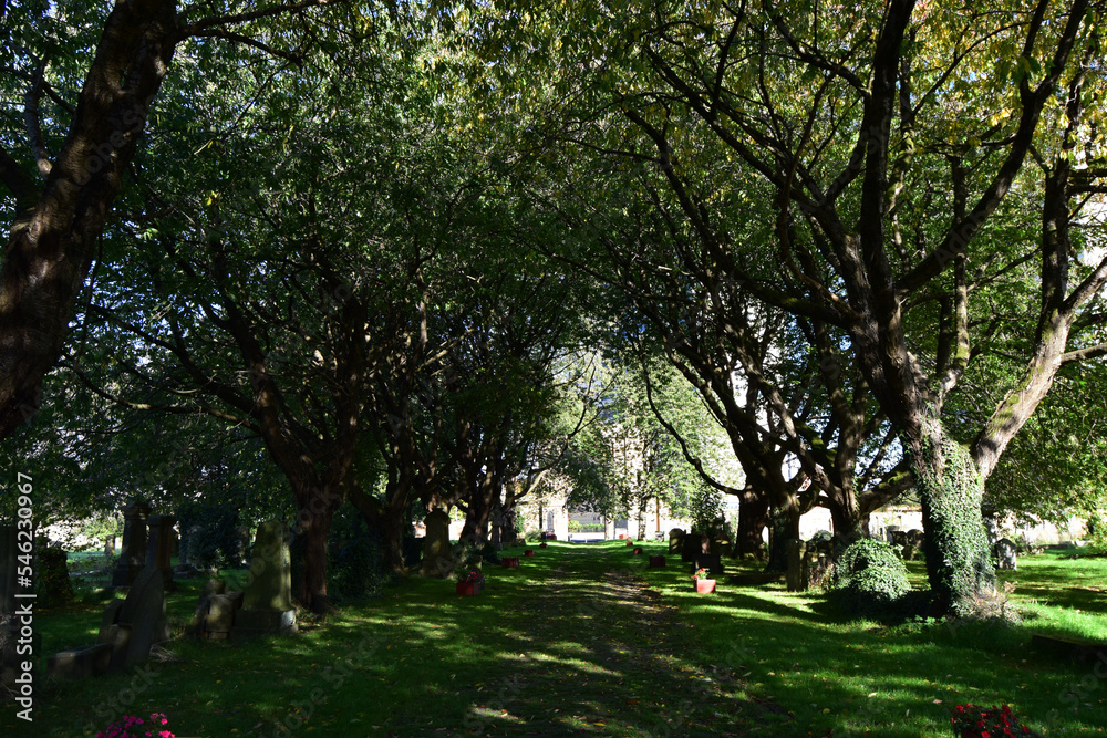 trees in the park