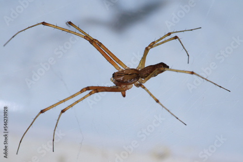 natural tetragnatha extensa spider macro photo © Recep