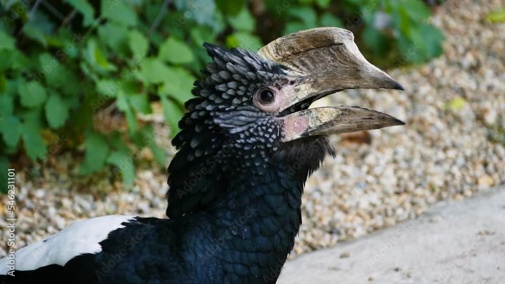 Silvery-cheeked hornbill (Bycanistes brevis) resting on the ground in an aviary, close-up Silvery-cheeked hornbill (Bycanistes brevis) resting on the ground in an aviary, close-up