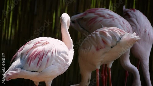 Lesser flamingos (Phoeniconaias minor) in an aviary with a dark background