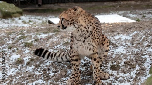 Close-up on a cheetah that is pooping. The cheetah is a carnivorous mammal of the cat family photo