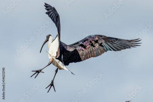 Straw-necked Ibis in Western Australia