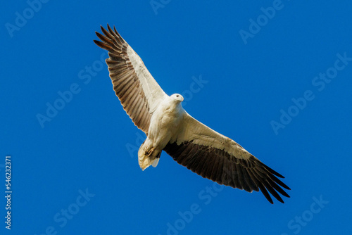 White-bellied Sea Eagle in Western Australia