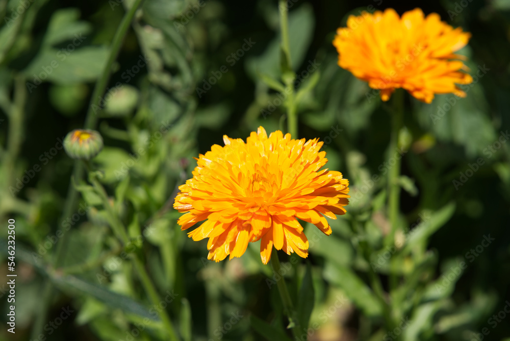 Close-up of beautiful calendula flower at castle garden on a sunny late summer day. Photo taken September 1st, 2022, Kyburg, Switzerland. Close-up of beautiful calendula flower at castle garden on a sunny late summer day. Photo taken September 1st, 2022, Kyburg, Switzerland.