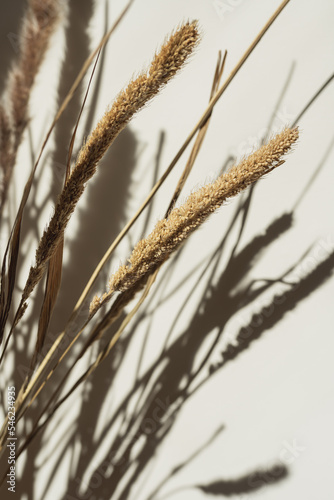 Aesthetic dried pampas grass  reeds in sunlight shadows on neutral wall. Minimalist Parisian vibes floral composition