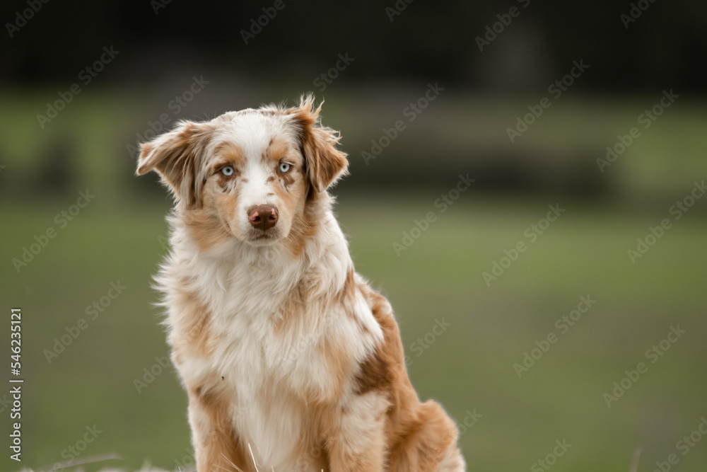un chien de race berger australien 