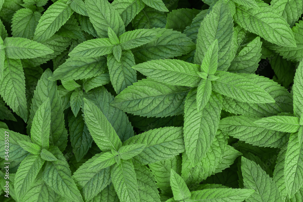Top view of bright green plants. Natural leaf background. Top view of bright green plants. Natural leaf background.