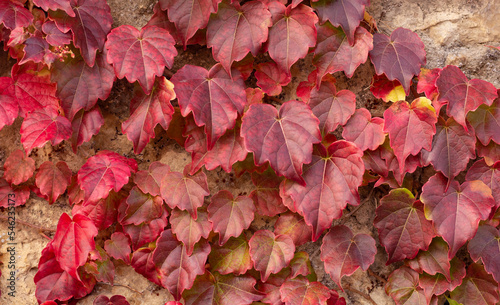 Burgundy leaves background. Bright red  leaves texture.