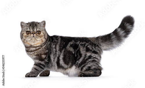 фотографія Cute black tabby blotched Exotic Shorthair cat kitten, standing side ways with tail up
