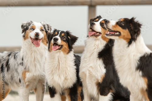 Chien de race berger australien 