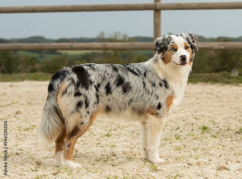 Fototapeta premium Chien de race berger australien 