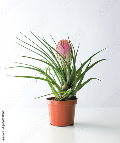 Tillandsia potted house plant. 