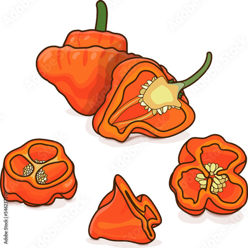 Whole, half, and quarter of orange scotch bonnet peppers. Capsicum chinense. Hot chili pepper. Fresh organic vegetables. Cartoon style. Vector illustration isolated on white background.