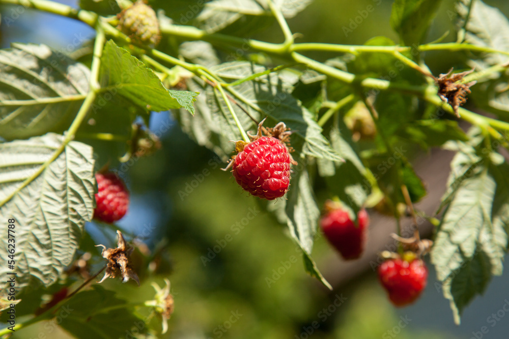 Ripe and unripe raspberry in the fruit garden. Growing natural bush of raspberry. Branch of raspberry in sunlight. Ripe and unripe raspberry in the fruit garden. Growing natural bush of raspberry. Branch of raspberry in sunlight.