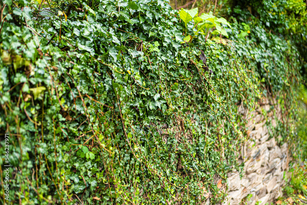 Texture of creepers falling down the rock