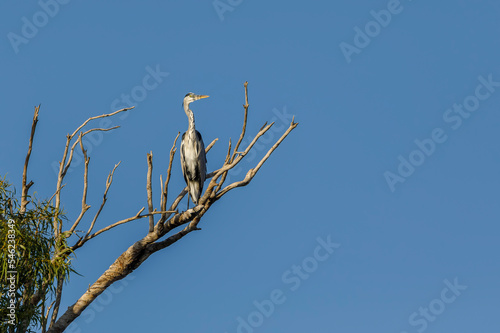 Gray heron sitting on the branches of a dried tree
