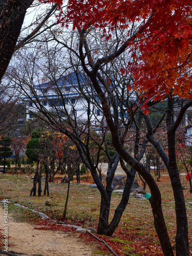 A big traditional asian house behind a park full of red maple trees