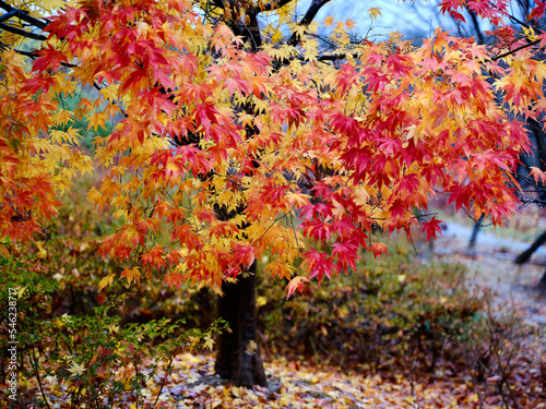 Colorful tree at the end of Autumm