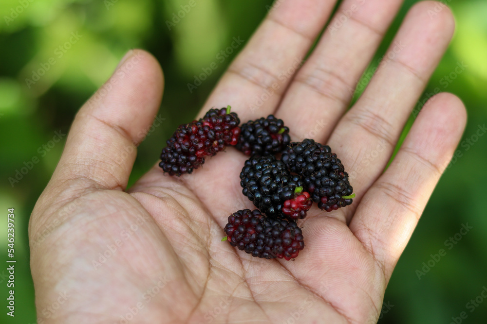 the hand holding the black mulberry
